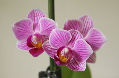 Mini-Phalaenopsis rosa