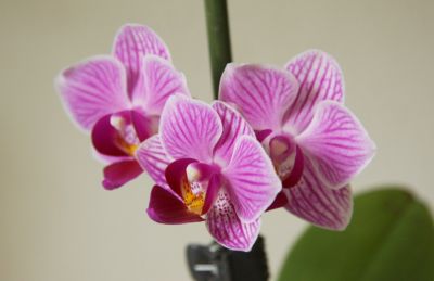 Mini-Phalaenopsis rosa