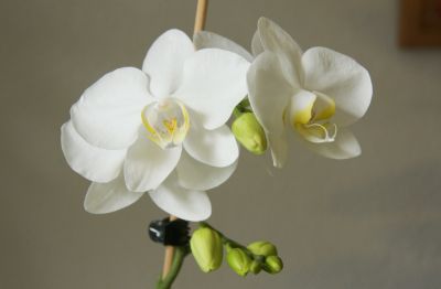 Phalaenopsis Hybride weiß