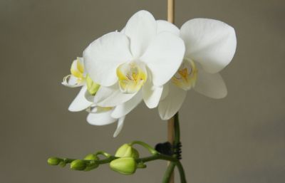 Phalaenopsis Hybride weiß