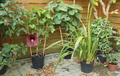 Gespensterpflanze (Aristolochia gigantea) 