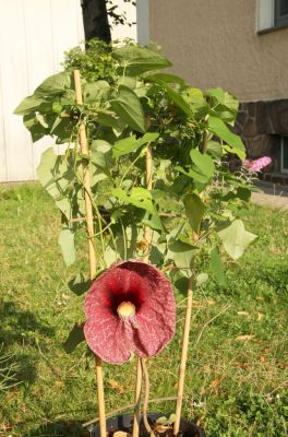 Gespensterpflanze (Aristolochia gigantea)
