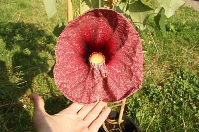 Gespensterpflanze (Aristolochia gigantea)