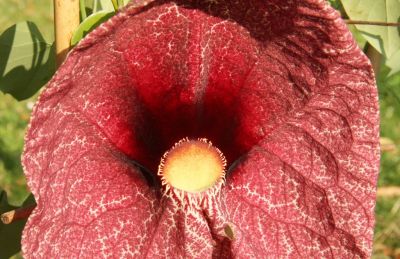 Gespensterpflanze (Aristolochia gigantea)