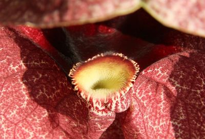 Gespensterpflanze (Aristolochia gigantea)