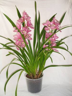 Cymbidium-Orchidee rosa