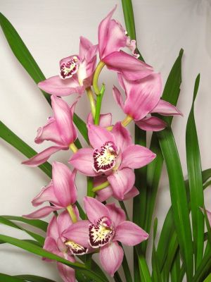 Cymbidium-Orchidee rosa