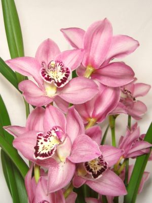 Cymbidium-Orchidee rosa