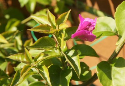 Drillingsblume (Bougainvillea)