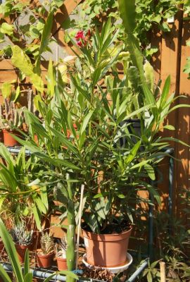 Oleander (Nerium oleander)