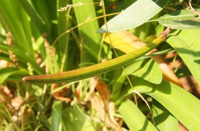 Oleander Samenkapsel