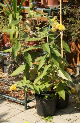 Gelber Sommerflieder (Buddleja weyeriana Sungold)