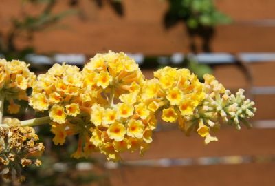 Gelber Sommerflieder (Buddleja weyeriana Sungold)