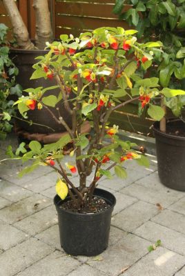 Kongo-Lieschen (Impatiens niamniamensis)