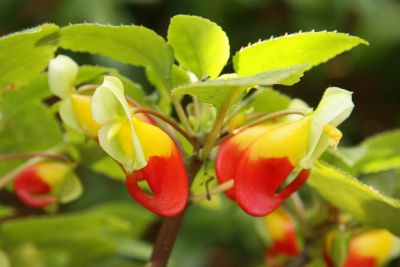 Kongo-Lieschen (Impatiens niamniamensis)