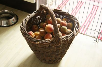 Pfirsichernte 2011