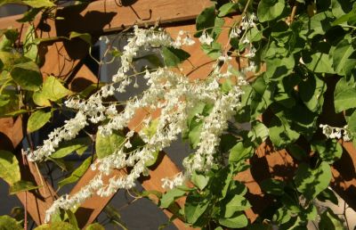 Schlingknöterich (Fallopia baldschuanica)