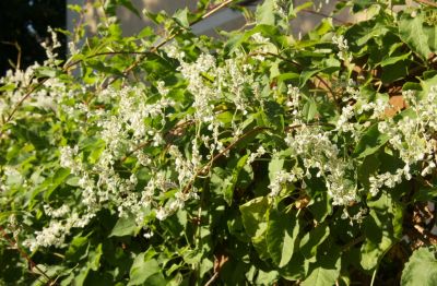 Schlingknöterich (Fallopia baldschuanica)