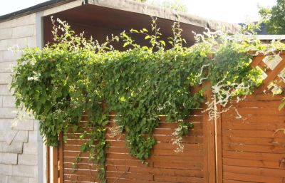 Schlingknöterich (Fallopia baldschuanica)