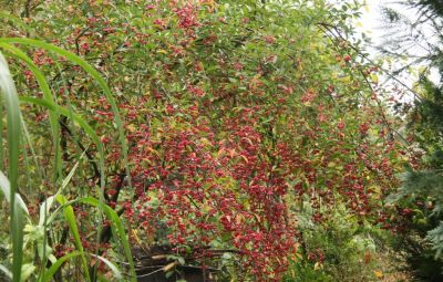 Pfaffenhütchen (Euonymus europaeus) mit Früchten