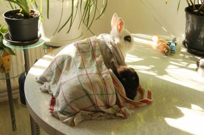 Abkühlung für Kaninchen mit Handtücher
