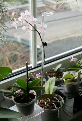 Orchideenstäbe aus Glas