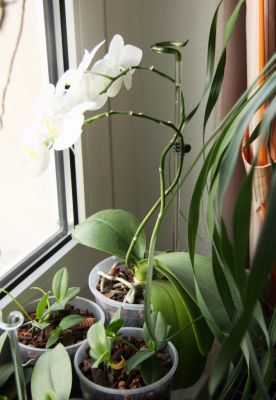 Orchideenstab aus Lauschaer Glas