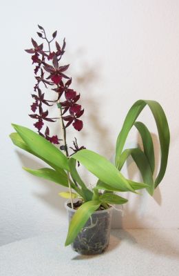 Colmanara massai mit Blütentrieb