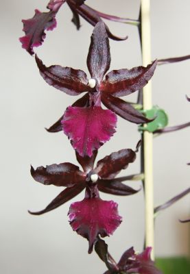 Colmanara massai