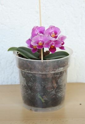 Mini-Phalaenopsis