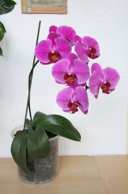 Phalaenopsis Hybride pink