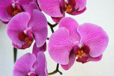 Phalaenopsis Hybride pink