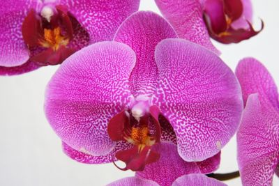 Phalaenopsis Hybride pink