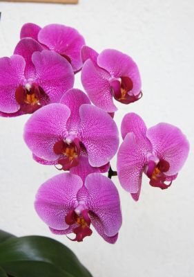 Phalaenopsis Hybride pink