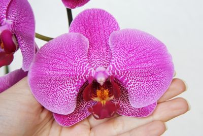 Phalaenopsis Hybride pink