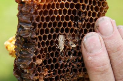 Wachsmotte auf Bienenwabe