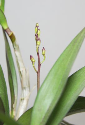 Dendrobium Hybride mit Knospen