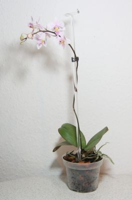 Phalaenopsis Cassandra