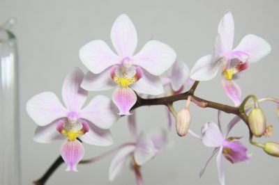 Phalaenopsis Cassandra