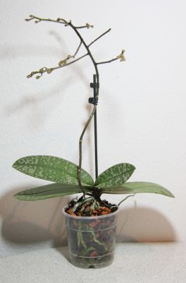 Phalaenopsis schilleriana x stuartiana