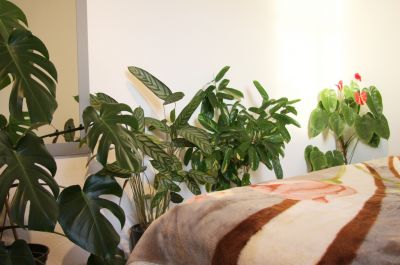 Monstera, Calathea und Anthurie