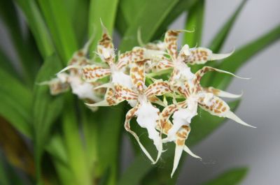 Odontoglossum crocidipterum