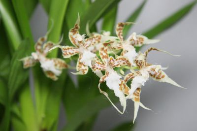 Odontoglossum crocidipterum