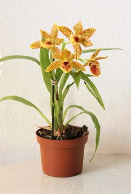 Propetalum Orchidee
