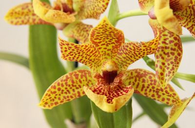 Propetalum Orchidee