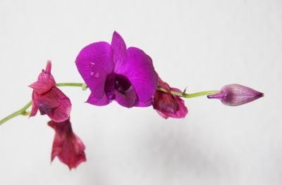 Dendrobium Knospen vertrocknen