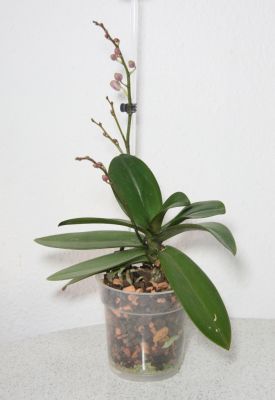 Phalaenopsis Hybride mit Knospen