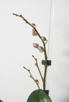 Phalaenopsis Hybride mit Knospen