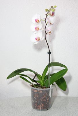Phalaenopsis Hybride weiß mit bunter Lippe