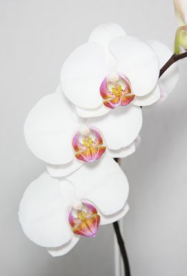 Phalaenopsis Hybride weiß mit bunter Lippe